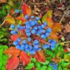 20 OREGON GRAPE Holly Fruit Vine Hollyleaved Barberry Mahonia Aquifolium Seeds
