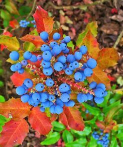 20 OREGON GRAPE Holly Fruit Vine Hollyleaved Barberry Mahonia Aquifolium Seeds