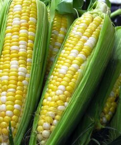 Alternative view of 60 BILICIOUS BICOLOR CORN Sweet Yellow & White Zea Mays Vegetable Seeds
