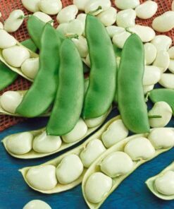 Alternative view of 25 Dwarf Henderson BABY LIMA BEAN Bush White Phaseolus Lunatus Vegetable Seeds