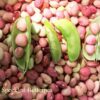 50 Speckled Dixie BUTTERPEA LIMA BEAN Phaseolus Vulgaris Bush Vegetable Seeds