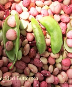 50 Speckled Dixie BUTTERPEA LIMA BEAN Phaseolus Vulgaris Bush Vegetable Seeds