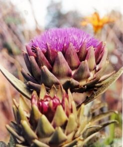 Alternative view of 50 PURPLE ROMAGNA ARTICHOKE Italian Cynara Scolymus Flower Vegetable Seeds