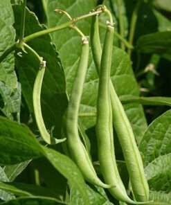 Alternative view of 50 BURPEE STRINGLESS Green Pod BEAN French Phaseolus Vulgaris Vegetable Seeds