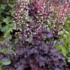 50 Palace Purple HEUCHERA / CORAL BELLS Micrantha Flower Seeds