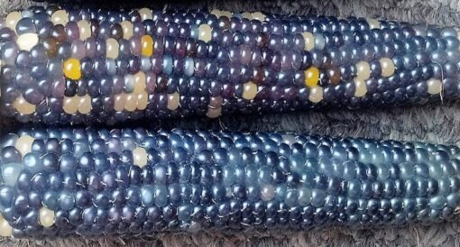 20 Mini Blue GLASS GEM CORN Miniature Ornamental Edible Zea Mays Vegetable Seeds