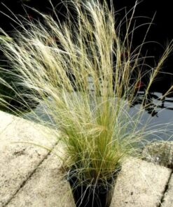 Alternative view of 25 MEXICAN FEATHER GRASS Pony Tails Ornamental Stipa Tenuissima Seeds Wind Whisp