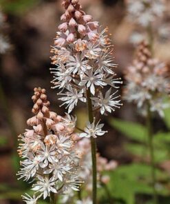 Alternative view of 20 HEARTLEAF FOAMFLOWER White & Pink Tiarella Wherryi Coolwort Flower Seeds
