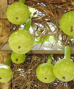 Alternative view of 30 DIPPER GOURD Siphon Gourd Green Lagenaria Siceraria Vegetable Seeds