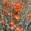 20 Apricot DESERT GLOBEMALLOW Mallow Sphaeralcea Ambigua Flower Seeds