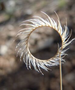 1000 BLUE GRAMA GRASS Gramma Bouteloua Gracilis Flower Mosquito Grass Seeds