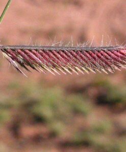 Alternative view of 1000 BLUE GRAMA GRASS Gramma Bouteloua Gracilis Flower Mosquito Grass Seeds