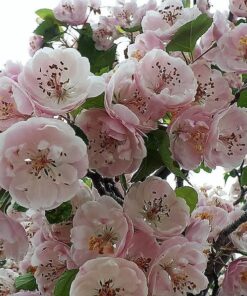 20 ENGLISH HAWTHORN TREE Edible Fruit Flower Mayflower Crataegus Laevigata Seeds