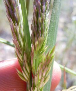 1500 Prairie Junegrass Seeds - Koeleria Cristata, Silvery Heads, Native Bunchgrass for Dry Soils, Wildlife Friendly
