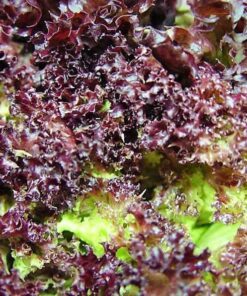 3000 RUBY LEAF LETTUCE Red Loose Leaf Heirloom Lactuca Sativa Vegetable Seeds