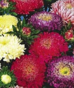 1000 POWDER PUFF ASTER Mix Callistephus Chinensis Flower Seeds