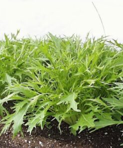 Alternative view of 1000 GREEN MIZUNA MUSTARD Japanese Greens Brassica Juncea Herb Vegetable Seeds