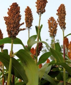 50 DELLA SORGHUM Bicolor Syrup Flour Grain Vegetable Seeds *Combined Shipping!