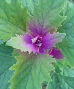Alternative view of 100 GIANT GOOSEFOOT Chenopodium Giganteum Purple Magenta Spreen Vegetable Seeds