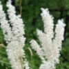 20 WHITE MELIC GRASS Melica Ciliata Flower Seeds - Silky Spike Pearl Grass for Borders - 20 Seeds