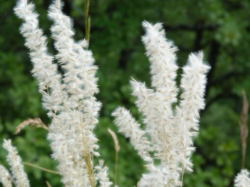 20 WHITE MELIC GRASS Melica Ciliata Flower Seeds - Silky Spike Pearl Grass for Borders - 20 Seeds