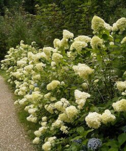Alternative view of 50 PEE GEE HYDRANGEA Paniculata Peegee Panicle White Pink Flower Shrub Seeds