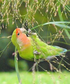 Alternative view of 100 PURPLE LOVEGRASS Eragrostis Spectabilis Native Love Grass Flower Seeds