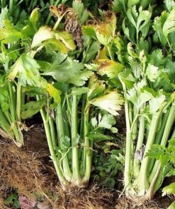 Alternative view of 1000 TENDERCRISP CELERY Stalks & Leaves Apium Graveolens Vegetable Seeds