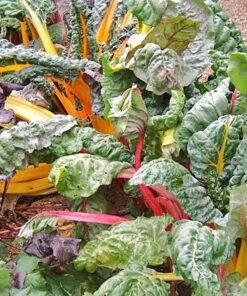 Alternative view of 150 RAINBOW Mix SWISS CHARD Mixed Colors Beta Vulgaris Vegetable Seeds