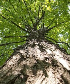 Alternative view of 25 SUGAR MAPLE Syrup TREE Native Rock Fall Color Acer Saccharum Seeds