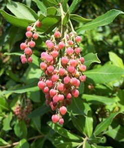 Alternative view of 10 PACIFIC MADRONE TREE Bearberry Red Arbutus Menziesii Oregon Laurel Seeds