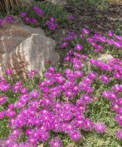 Alternative view of 30+ Seeds - Delosperma Table Mountain Ice Plant Seeds – Fuchsia Perennial Ground Cover, Drought-Resistant, Cold Hardy for Zones 4-10