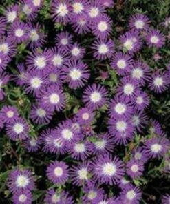 Alternative view of 120+ Delosperma Stardust Purple Ice Plant Seeds – Pelleted, Drought-Resistant Ground Cover, Vibrant Perennial Flowers, Zones 5-9