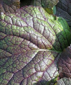 Alternative view of 1500 RED GIANT MUSTARD Ornamental Japanese Greens Herb Vegetable Brassica Seeds