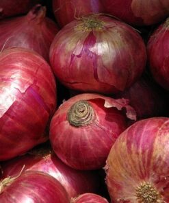 Alternative view of 250 RED CREOLE ONION Spicy Cajun Short Day Allium Cepa Vegetable Seeds