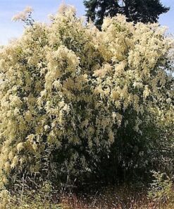 Alternative view of 100 White OCEANSPRAY Shrub Creambush Mountain Spray Holodiscus Flower Seeds