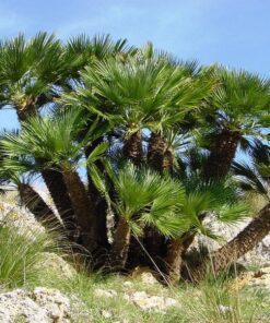 Alternative view of 5 Mediterranean Fan Palm Seeds - European Dwarf Palm Tree - Chamaerops Humilis - Yellow Flowers