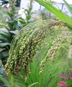 Alternative view of 30 Violet Panic Grass Seeds – Panicum Miliaceum Violaceum – Ornamental Millet for Garden Landscaping – Purple Bloom