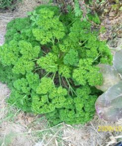 Alternative view of 500 FOREST GREEN PARSLEY Petroselinum Crispum Double Triple Curl Vegetable Seeds