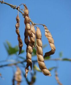 Alternative view of 30 PIGEON PEA Dhal Gungo Puerto Rico Bean Cajanus Cajan Vegetable Seeds