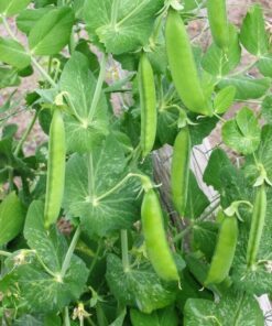 50 SUGAR ANN PEA Stringless Sweet Green Snap Pisum Sativum Vegetable Seeds