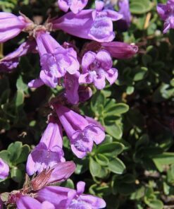 Alternative view of 50 ALPINE PENSTEMON Davidsonii Davidson's Beardtongue Purple Flower Seeds