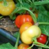 25 ALMA PAPRIKA PEPPER White Orange Red Hungarian Cherry Capsicum Annuum Seeds