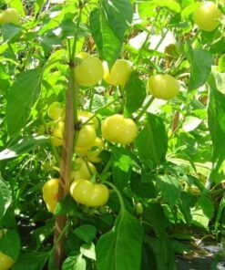 Alternative view of 25 ALMA PAPRIKA PEPPER White Orange Red Hungarian Cherry Capsicum Annuum Seeds