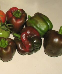 Alternative view of 30 CHOCOLATE BEAUTY Bell PEPPER Sweet Brown Capsicum Annuum Vegetable Seeds