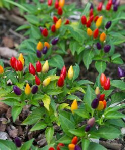Alternative view of 25 BOLIVIAN RAINBOW PEPPER Multi Colored Chili Capsicum Annuum Vegetable Seeds