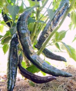 Alternative view of 50 PASILLA BAJIO PEPPER Mexican Chile Negro Capsicum Annuum Vegetable Seeds