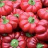 50 Organic SHEEPNOSE PIMENTO PEPPER Sweet Red Pimiento Cheese Capsicum Annuum Seeds
