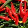 300 THIN CAYENNE PEPPER Hot Chili Long Green Red Slim Capsicum Vegetable Seeds