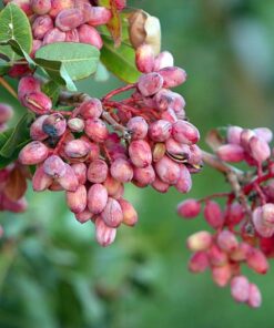 Alternative view of 5 PISTACHIO NUT TREE Pistacia Vera Fruit Red Flowers Seeds Combined